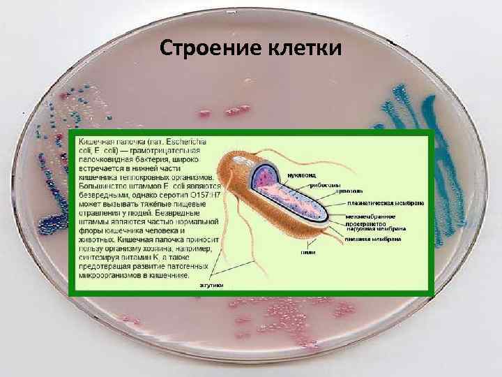 Строение кишечной палочки рисунок