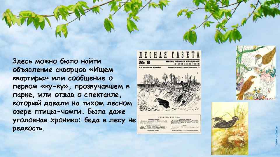 Здесь можно было найти объявление скворцов «Ищем квартиры» или сообщение о первом «ку-ку» ,