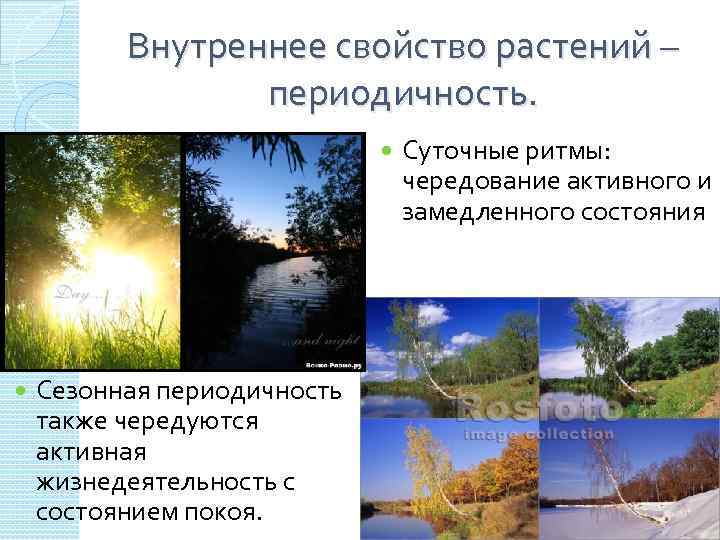 Внутреннее свойство. Сезонная периодичность. Сезонная периодичность у растений. Сезонная периодичность в биологии. Периодичность в природе.