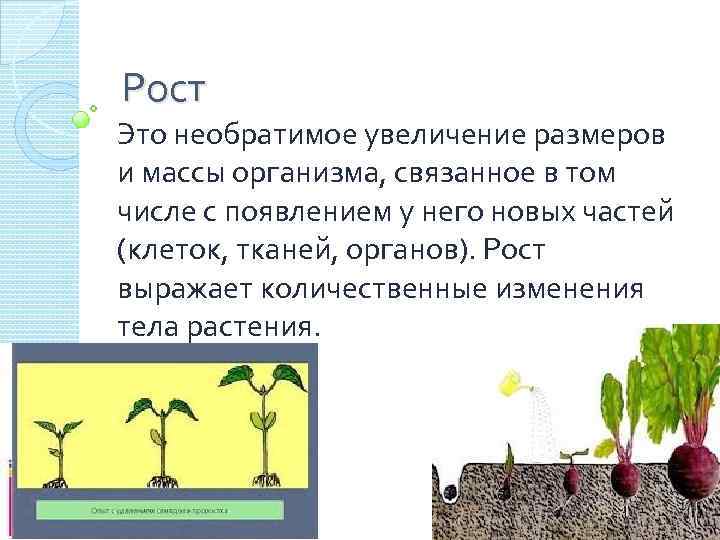 Влияние условий на развитие растений. Процесс развития растений. Рост и развитие растений. Усллвтя роста и развития растения.