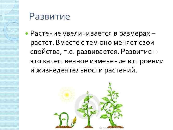 Презентация рост и развитие растений 6 класс. Развитие растений. Этапы развития растений. Индивидуальное развитие растений. Рост и развитие растений.