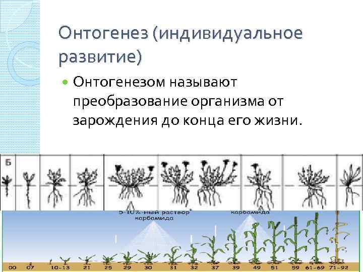 Схема индивидуальное развитие растения