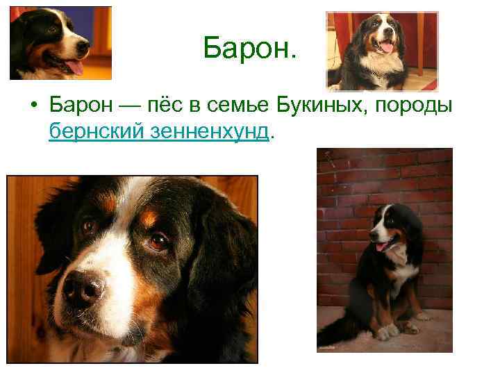 Барон. • Барон — пёс в семье Букиных, породы бернский зенненхунд. 