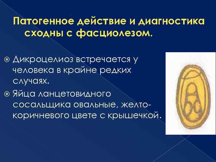 Патогенное действие сосальщиков. Дикроцелий патогенное действие. Патогенное действие ланцетовидного сосальщика. Яйца сосальщика ланцентавидный. Яйца ланцетовидного сосальщика.