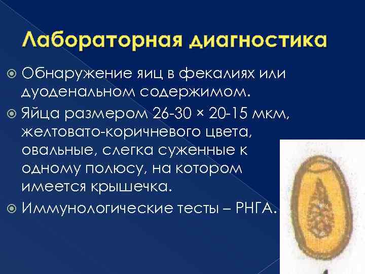 Лабораторная диагностика Обнаружение яиц в фекалиях или дуоденальном содержимом. Яйца размером 26 -30 ×