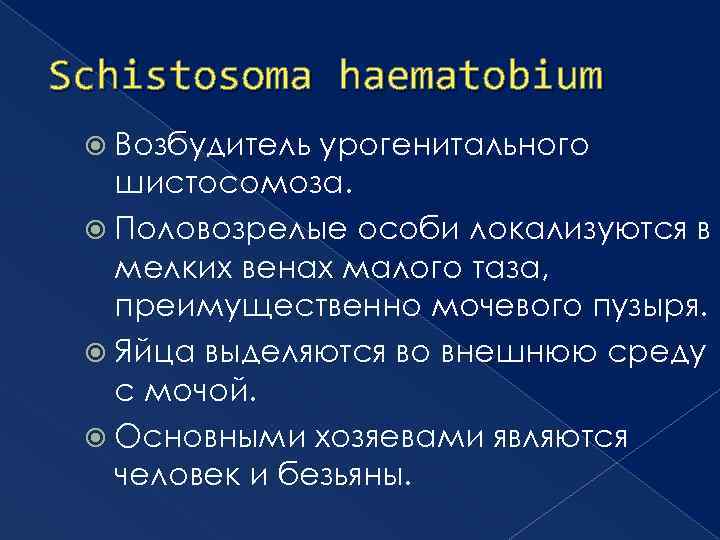 Schistosoma haematobium Возбудитель урогенитального шистосомоза. Половозрелые особи локализуются в мелких венах малого таза, преимущественно