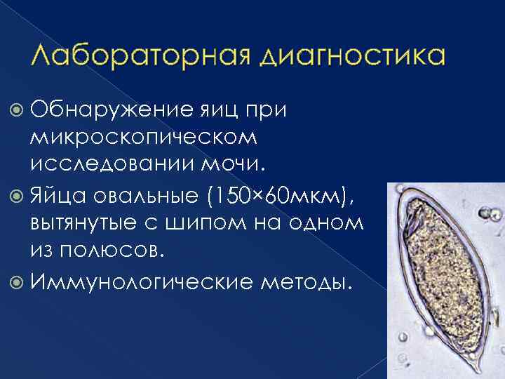 Лабораторная диагностика Обнаружение яиц при микроскопическом исследовании мочи. Яйца овальные (150× 60 мкм), вытянутые