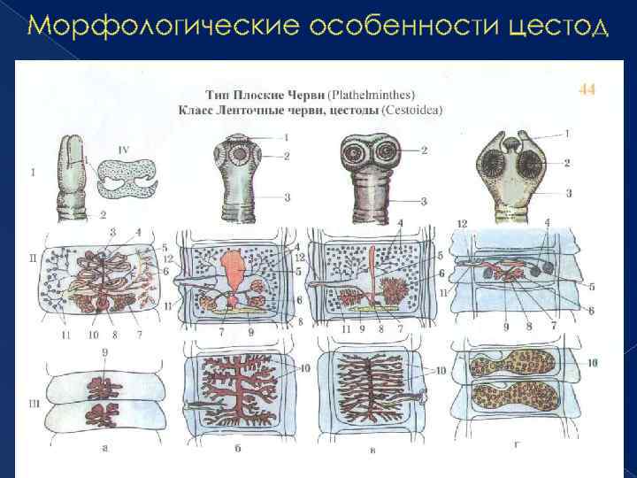 Морфологические особенности цестод 41 