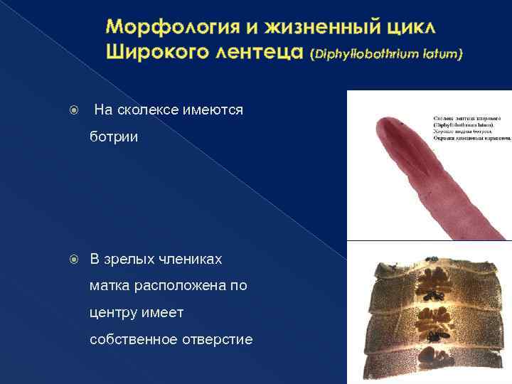 Морфология и жизненный цикл Широкого лентеца (Diphyllobothrium latum) На сколексе имеются ботрии В зрелых