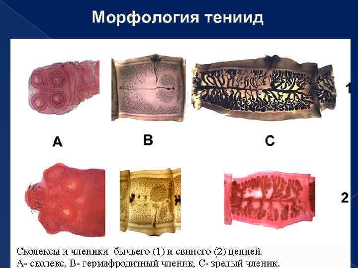 Морфология тениид 