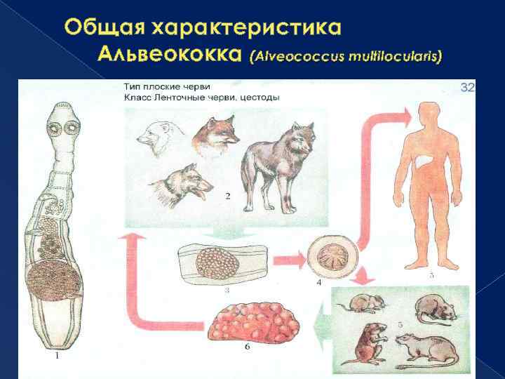 Общая характеристика Альвеококка (Alveococcus multilocularis) 