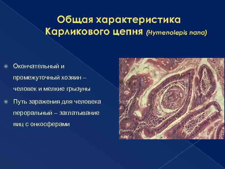 Общая характеристика Карликового цепня (Hymenolepis nana) Окончательный и промежуточный хозяин – человек и мелкие