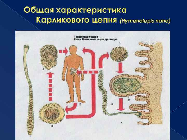 Общая характеристика Карликового цепня (Hymenolepis nana) 