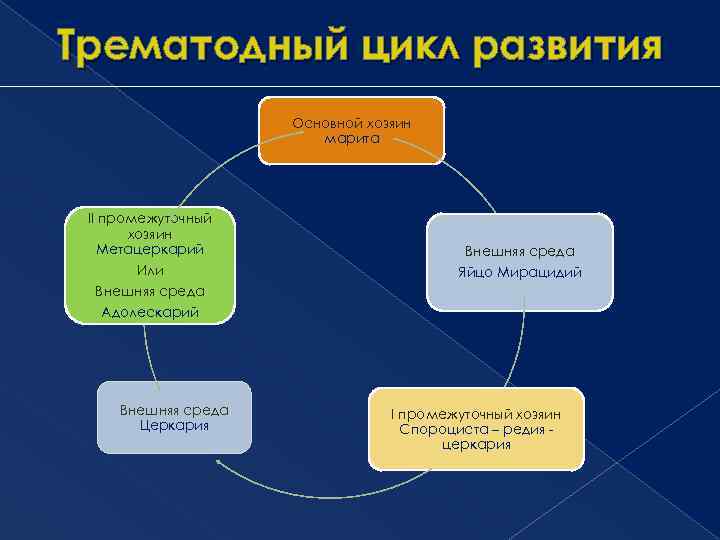 Трематодный цикл развития Основной хозяин марита II промежуточный хозяин Метацеркарий Внешняя среда Или Яйцо