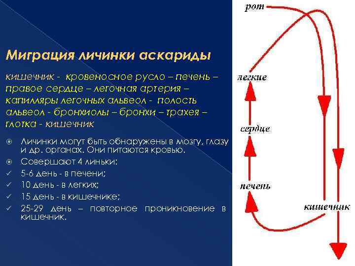 Миграция личинки аскариды кишечник - кровеносное русло – печень – правое сердце – легочная