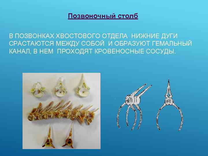 Позвоночный столб В ПОЗВОНКАХ ХВОСТОВОГО ОТДЕЛА НИЖНИЕ ДУГИ СРАСТАЮТСЯ МЕЖДУ СОБОЙ И ОБРАЗУЮТ ГЕМАЛЬНЫЙ