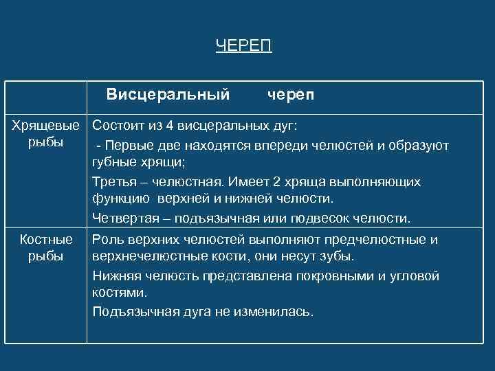 ЧЕРЕП Висцеральный череп Хрящевые Состоит из 4 висцеральных дуг: рыбы - Первые две находятся