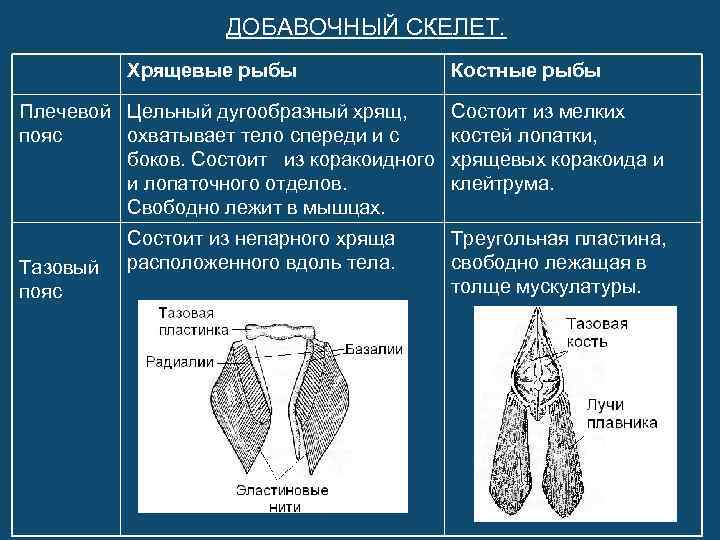 ДОБАВОЧНЫЙ СКЕЛЕТ. Хрящевые рыбы Плечевой Цельный дугообразный хрящ, пояс охватывает тело спереди и с