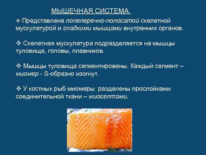 МЫШЕЧНАЯ СИСТЕМА. v Представлена попеперечно-полосатой скелетной мускулатурой и гладкими мышцами внутренних органов. v Скелетная