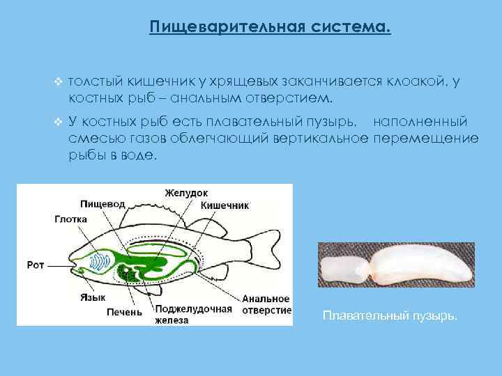 Пищеварительная система рыб схема