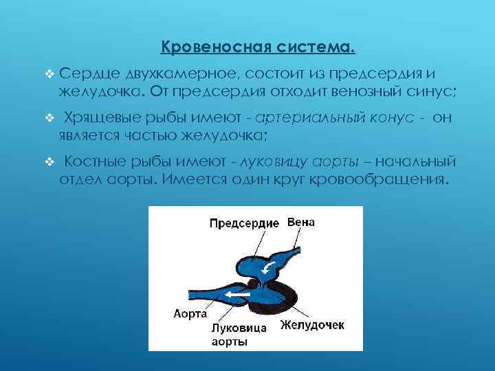 Кровеносная система. v Сердце двухкамерное, состоит из предсердия и желудочка. От предсердия отходит венозный