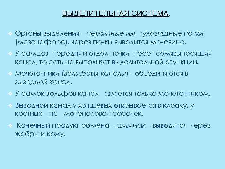 ВЫДЕЛИТЕЛЬНАЯ СИСТЕМА. v Органы выделения – первичные или туловищные почки (мезонефрос), через почки выводится