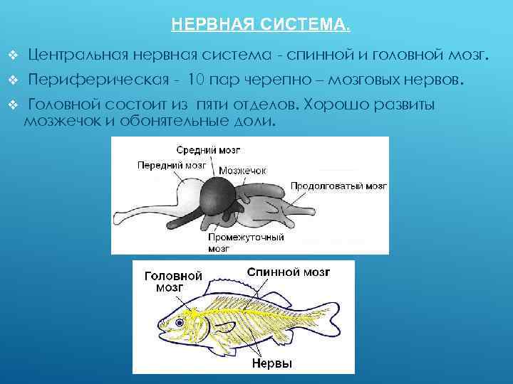 Мозг хрящевых рыб. Рыбы биология нервная система. Нервная система рыб головной мозг. Головной мозг рыбы состоит из отделов. Нервная система костистых рыб.