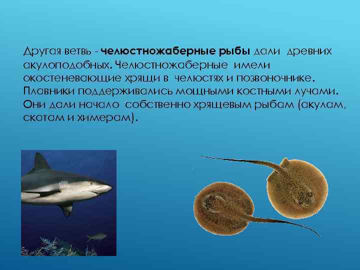 Другая ветвь - челюстножаберные рыбы дали древних акулоподобных. Челюстножаберные имели окостеневающие хрящи в челюстях