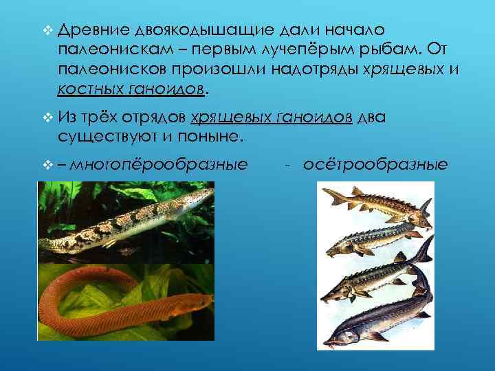 v Древние двоякодышащие дали начало палеонискам – первым лучепёрым рыбам. От палеонисков произошли надотряды