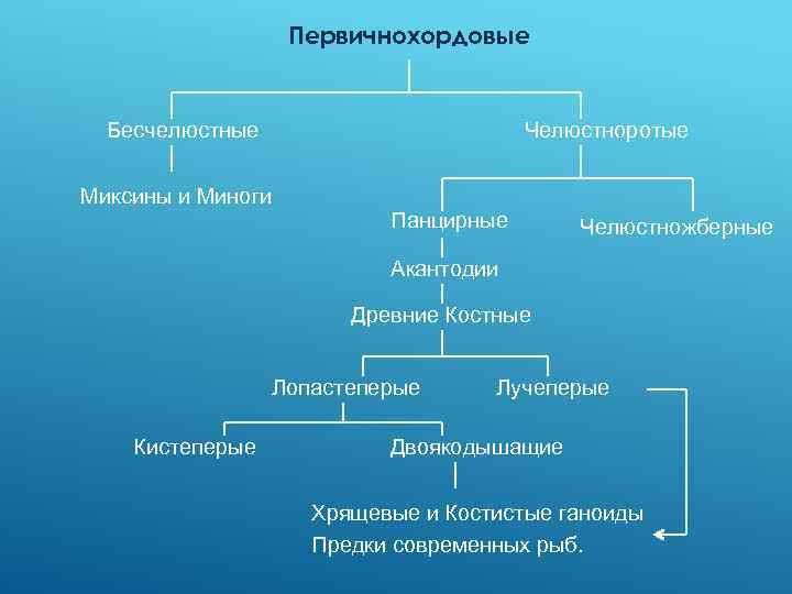 Дополните схему классификации рыб