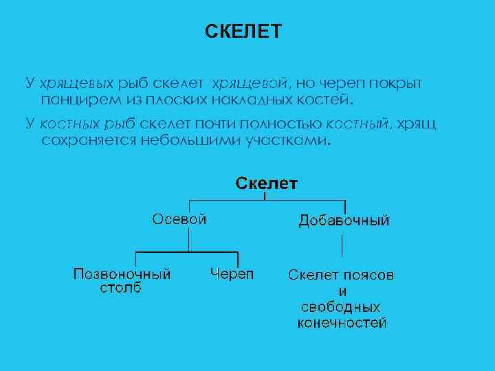 СКЕЛЕТ У хрящевых рыб скелет хрящевой, но череп покрыт панцирем из плоских накладных костей.