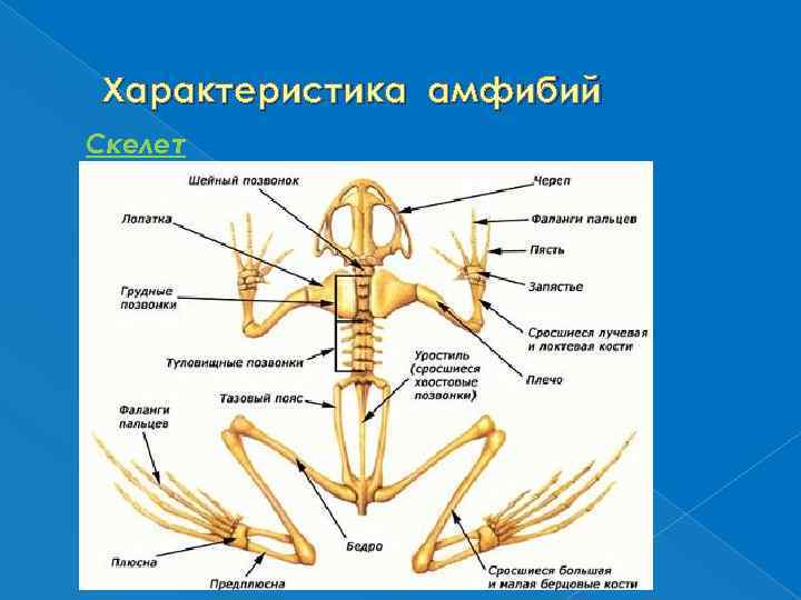 Скелет земноводных 7 класс