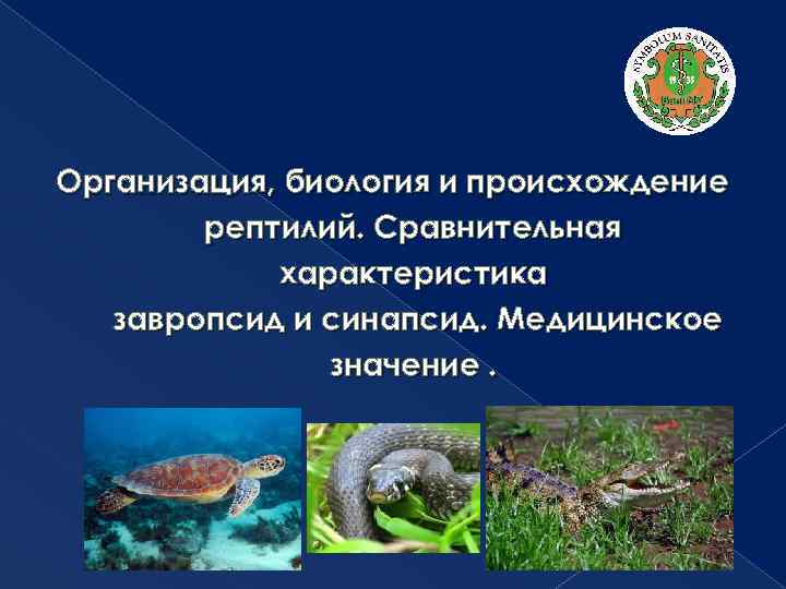 Организация, биология и происхождение рептилий. Сравнительная характеристика завропсид и синапсид. Медицинское значение. 