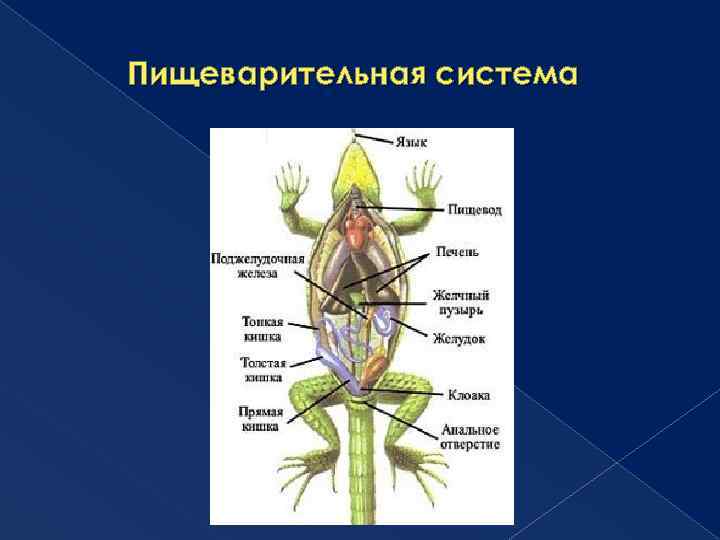 Пищеварительная система 