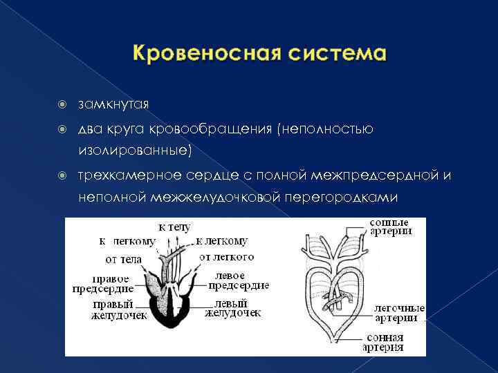 Кровеносная система замкнутая два круга кровообращения (неполностью изолированные) трехкамерное сердце с полной межпредсердной и