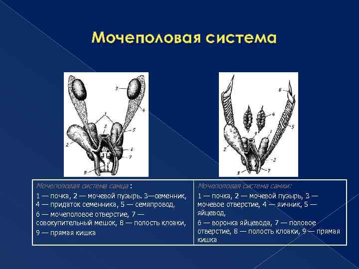 Мочеполовая система самца : Мочеполовая система самки: 1 — почка, 2 — мочевой пузырь.