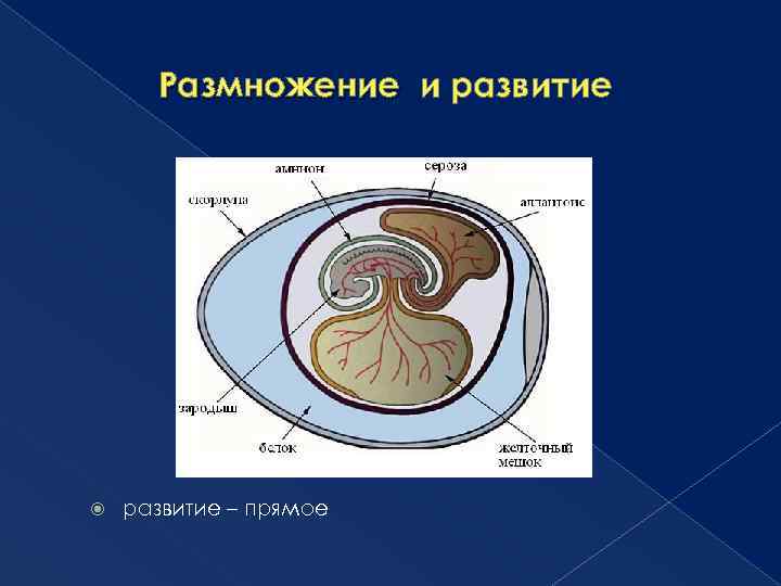 Размножение и развитие – прямое 