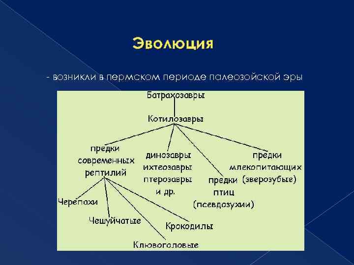 Классификация пресмыкающихся схема. Классификация рептилий схема. Схема систематика пресмыкающихся. Эволюция рептилий схема. Систематика рептилий таблица.