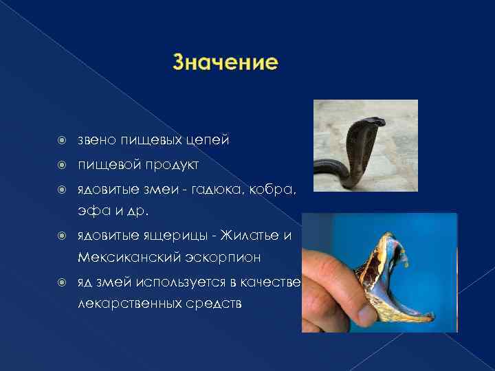 Значение звено пищевых цепей пищевой продукт ядовитые змеи - гадюка, кобра, эфа и др.
