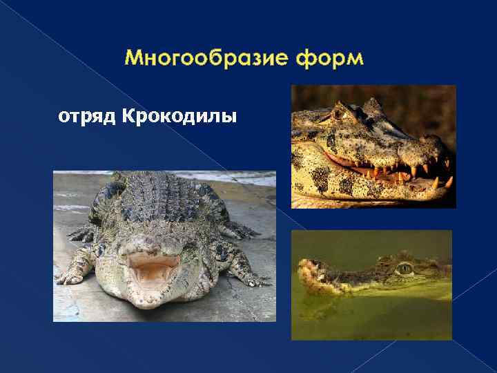 Многообразие форм отряд Крокодилы 