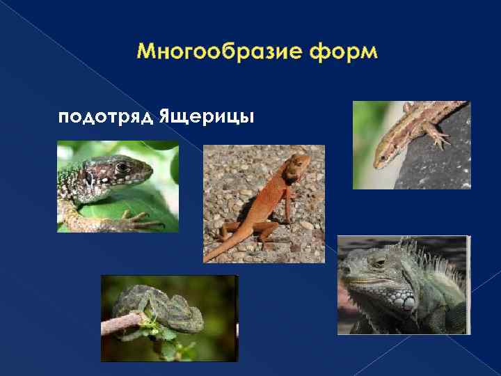 Многообразие форм подотряд Ящерицы 