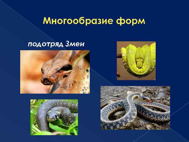 Многообразие форм подотряд Змеи 