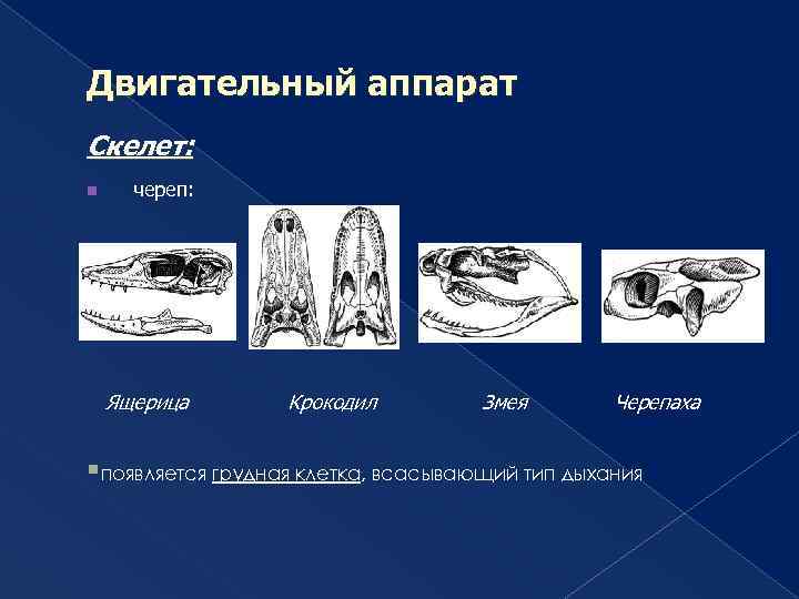 Двигательный аппарат Скелет: n череп: Ящерица Крокодил Змея Черепаха §появляется грудная клетка, всасывающий тип