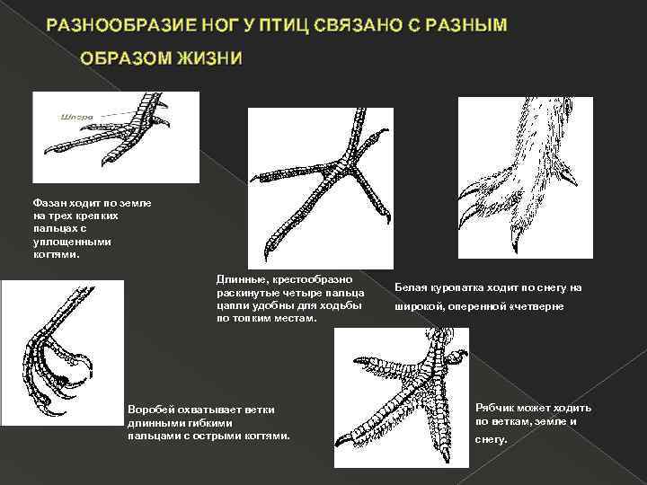 РАЗНООБРАЗИЕ НОГ У ПТИЦ СВЯЗАНО С РАЗНЫМ ОБРАЗОМ ЖИЗНИ Фазан ходит по земле на