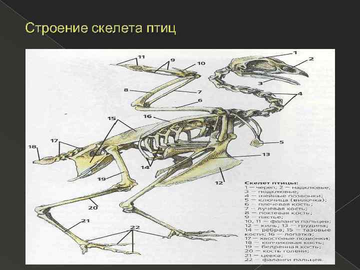 Строение скелета птиц 