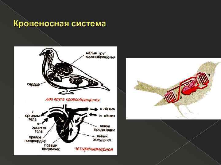 Кровеносная система 