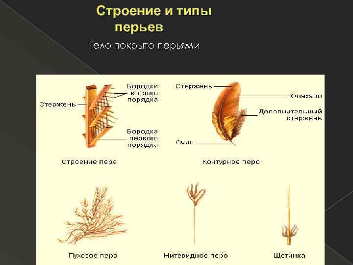 Строение и типы перьев Тело покрыто перьями 