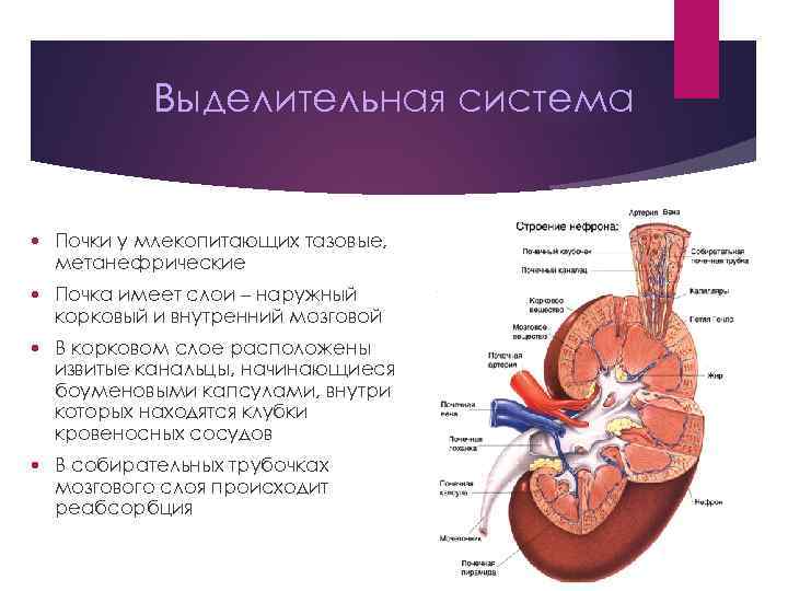 Зарисуйте схему строения почек млекопитающих