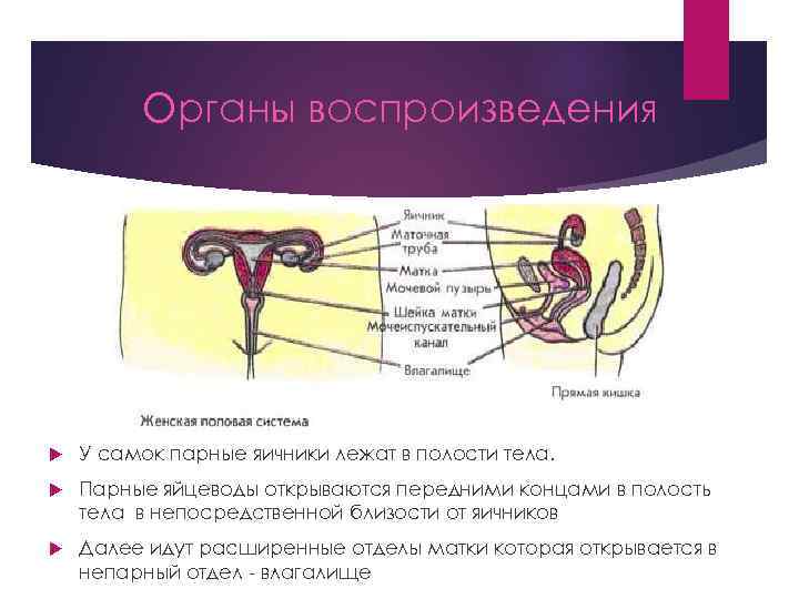 Парные яичники. Органы воспроизведения. Органы воспроизведения у человека значение. Система органов человека воспроизведение. Парные яйцеводы.