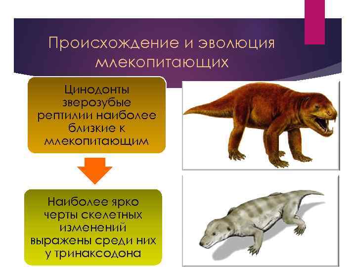 По каким признакам можно отличить млекопитающих. Отряд зверозубые рептилии. Зверозубые рептилии черты. Происхождение млекопитающих. Эволюция млекопитающих.